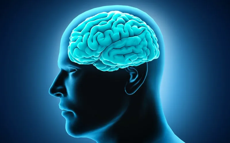 Imagen ilustrativa: Un cerebro humano. (onimate vía iStock by Getty Images)